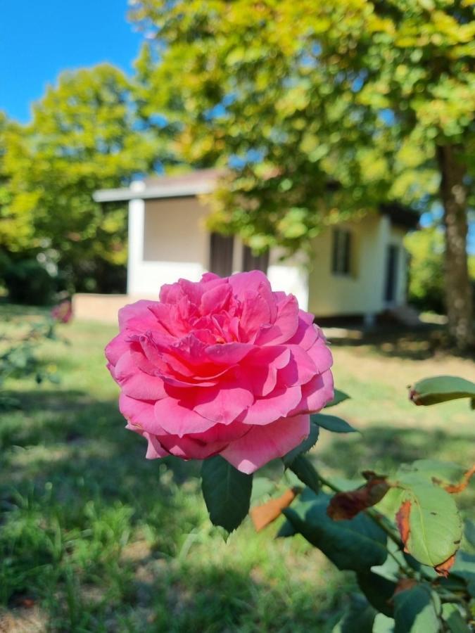 Fuk-Tak'S Bungalow Dojran Zewnętrze zdjęcie